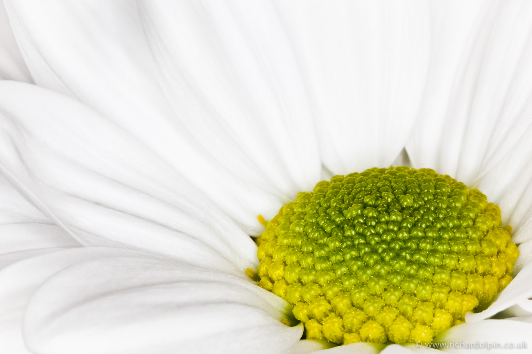 flower_macros-5440 flower_macros-5440