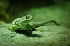 06 - Lizard 06 - Lizard